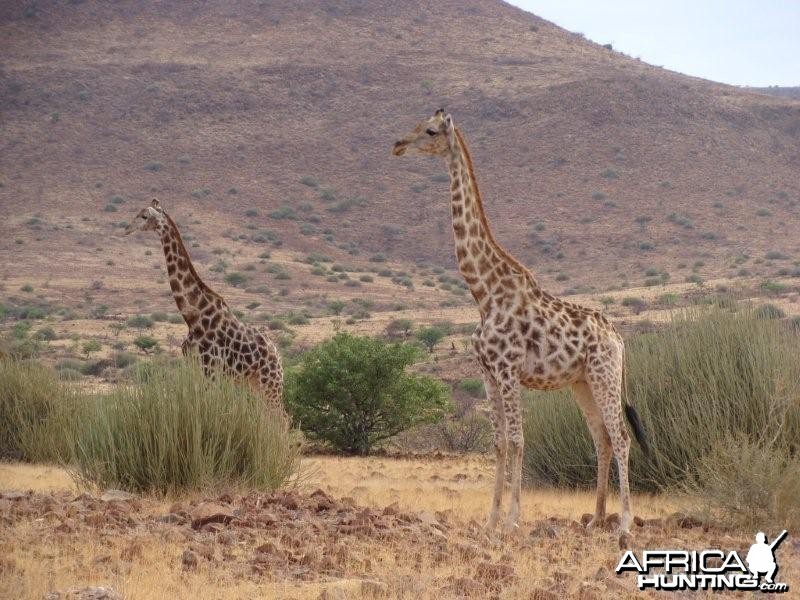 Giraffes