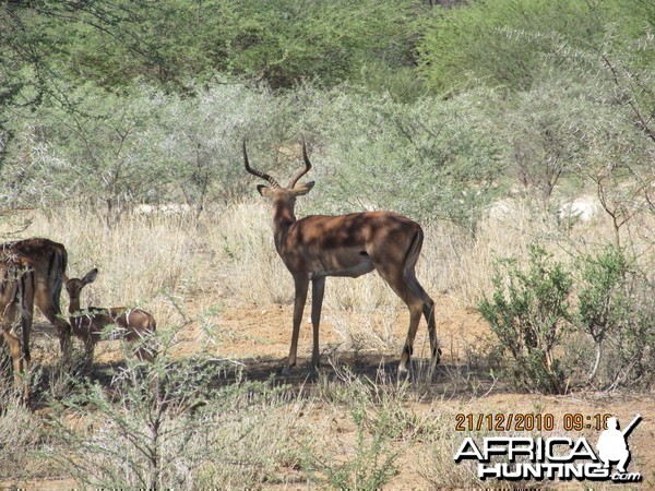 Impala