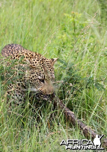 Tug of War African Bush Style