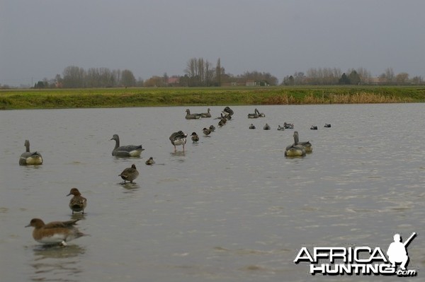 French Hunting Style - Green-winged Teal