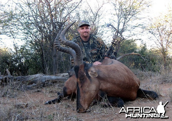 Bowhunting Hartebeest South Africa