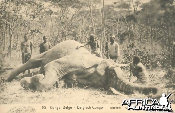 Elephant Hunting in Congo