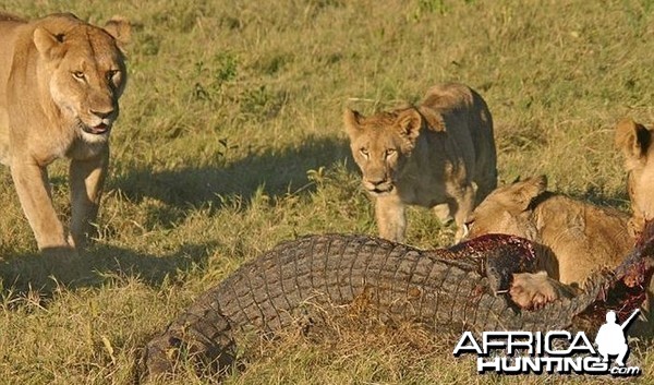 Lionesses kill Crocodile