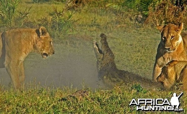 Lionesses kill Crocodile