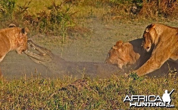 Lionesses kill Crocodile