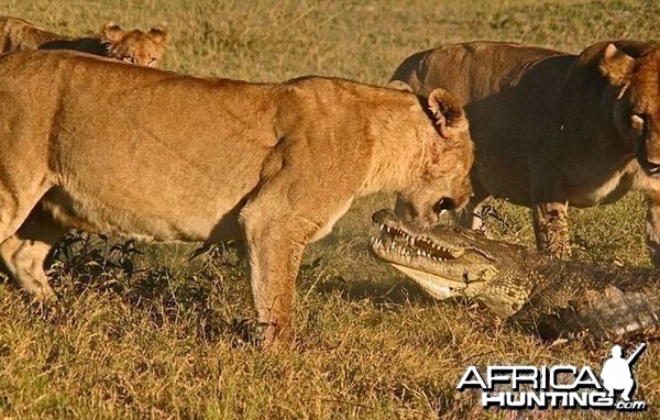 Lionesses kill Crocodile