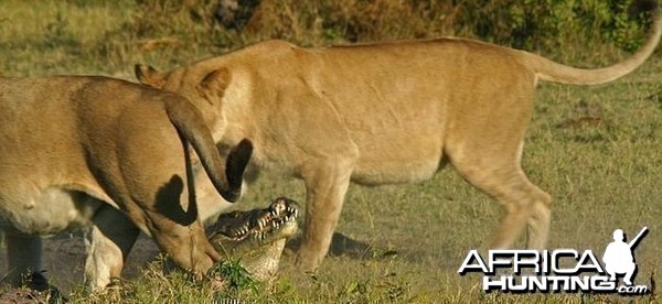 Lionesses kill Crocodile