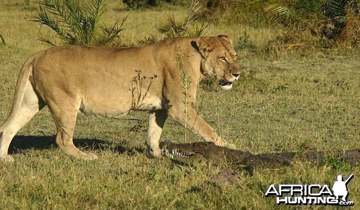 Lionesses kill Crocodile