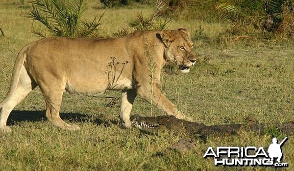 Lionesses kill Crocodile