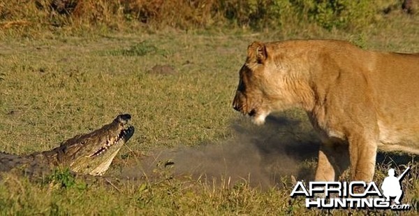 Lionesses kill Crocodile