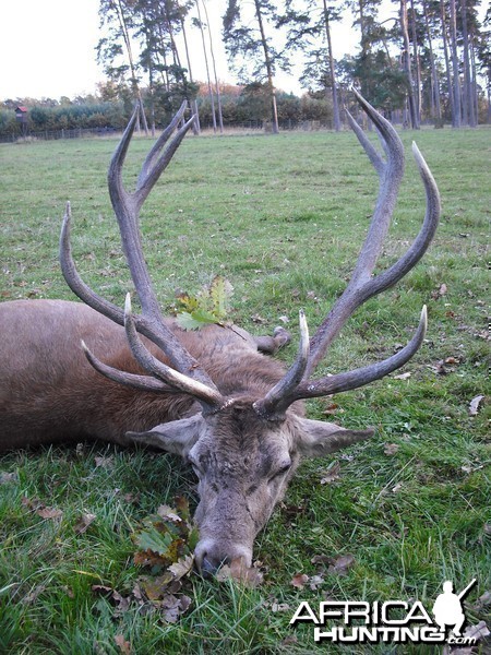 Hunting Gold Medal red stag