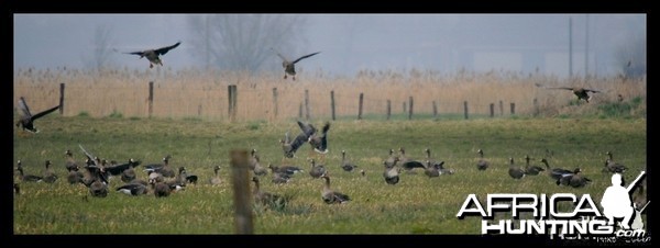 Specks in France