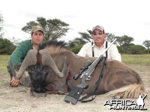 Hunting Black Wildebeest