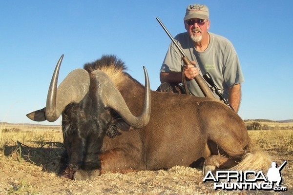 Hunting Black Wildebeest