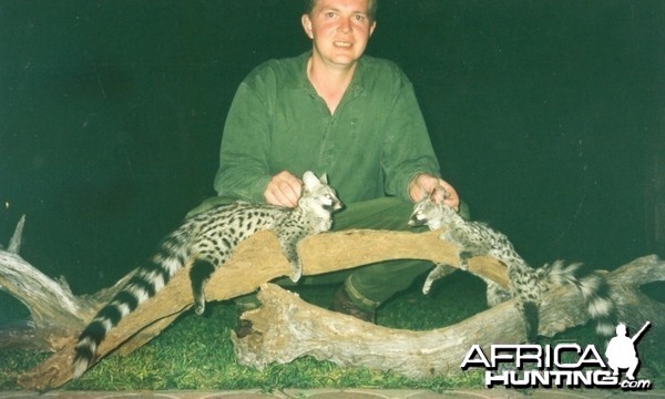 Hunting Genet Cat