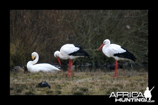 Whooper Swan and White Stork