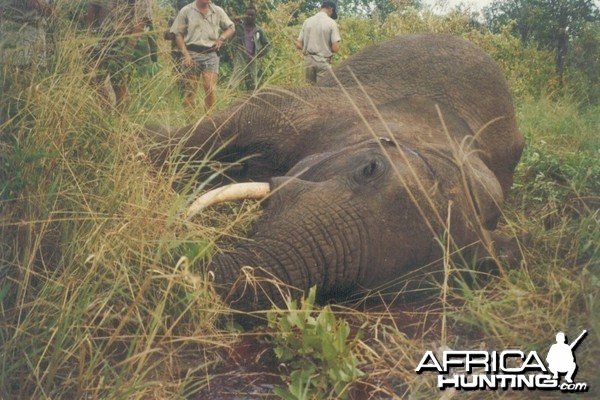 Hunting Elephant