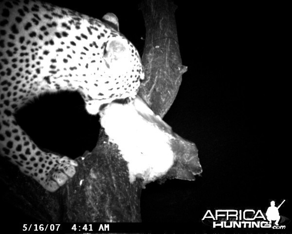 Leopard on Bait at Ozondjahe Safaris Namibia