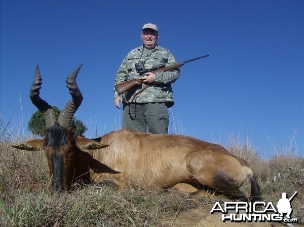 Hunting Red Hartebeest