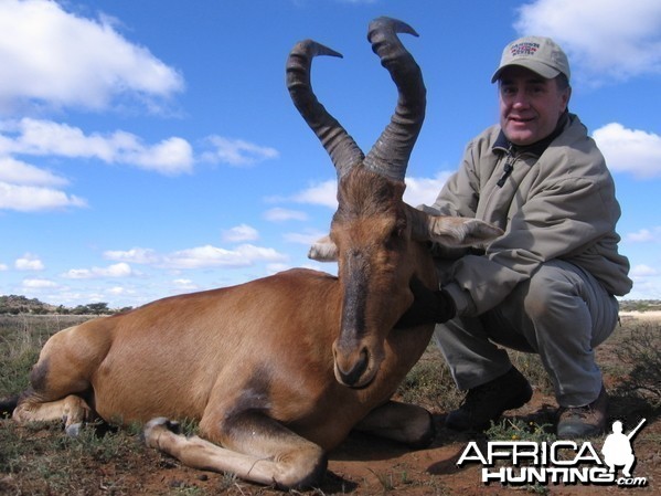 Hunting Red Hartebeest