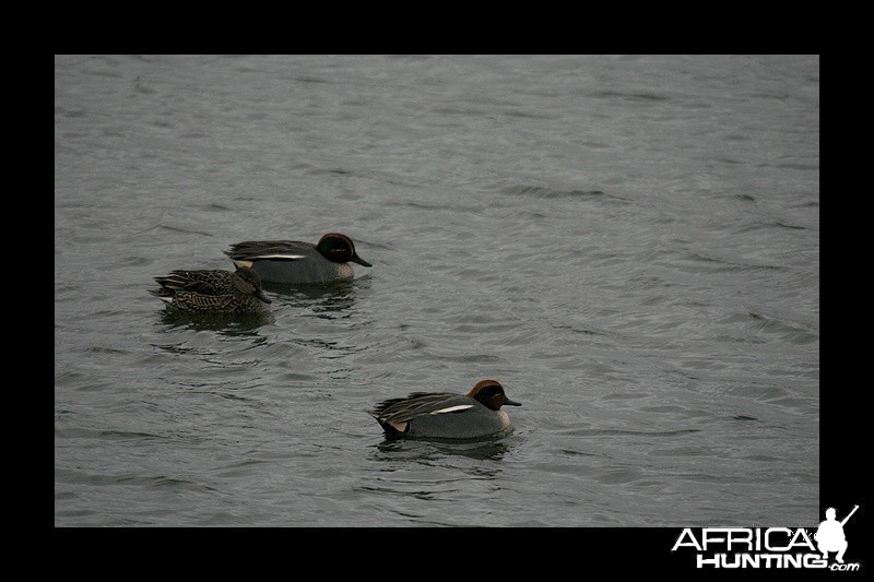 Green-Winged Teal
