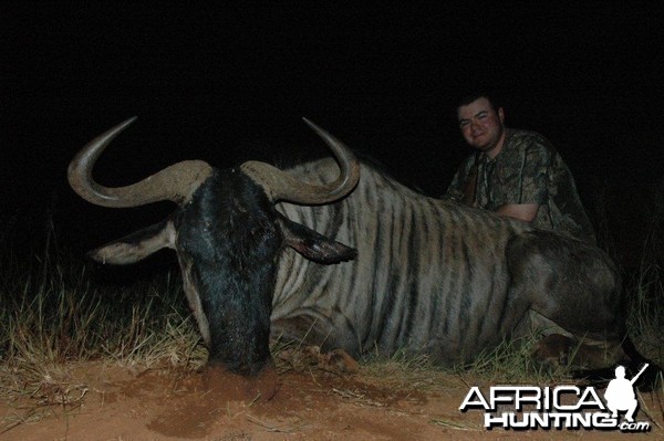 Hunting Blue Wildebeest