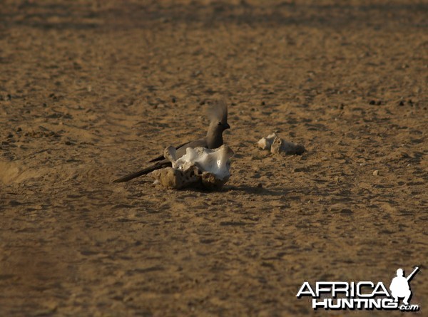 Go Away Bird Namibia