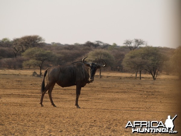 Blue Wildebeest Namibia