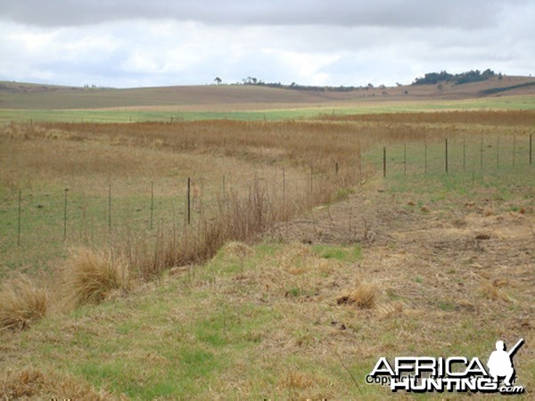 Try And Spot The Reedbuck Ram