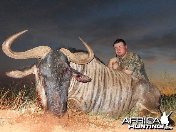 Blue Wildebeest hunt in South Africa with HartzView Hunting Safaris