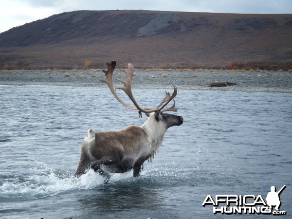 Caribou on the Anisak River