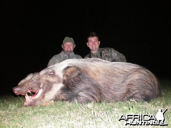 Bush Pig hunt