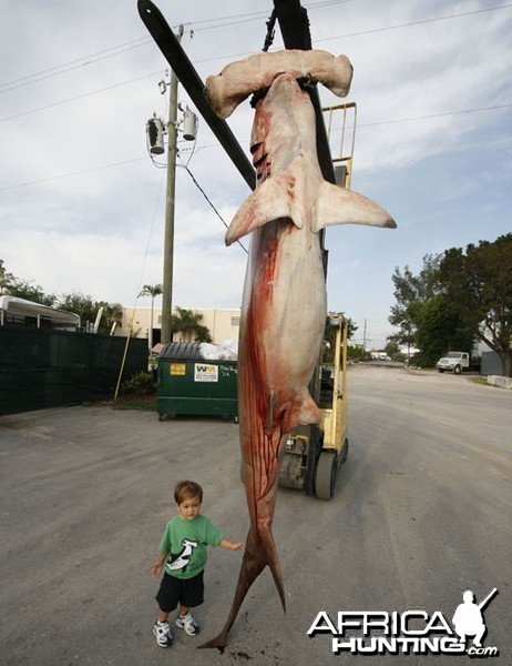 Hammerhead Shark