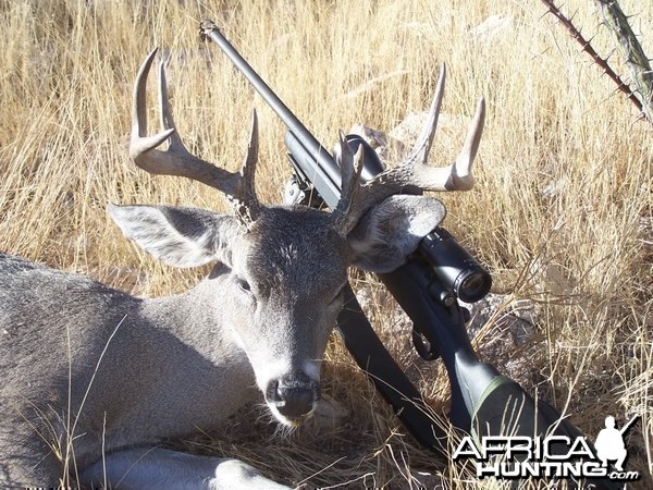 Hunting Coues Deer Arizona