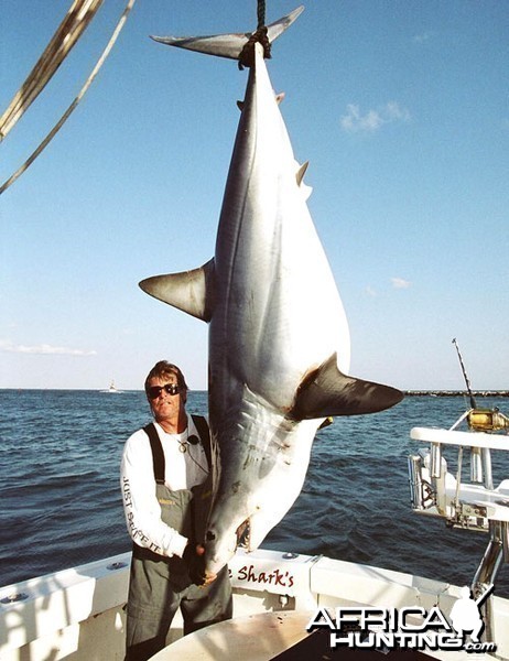 Mako Shark