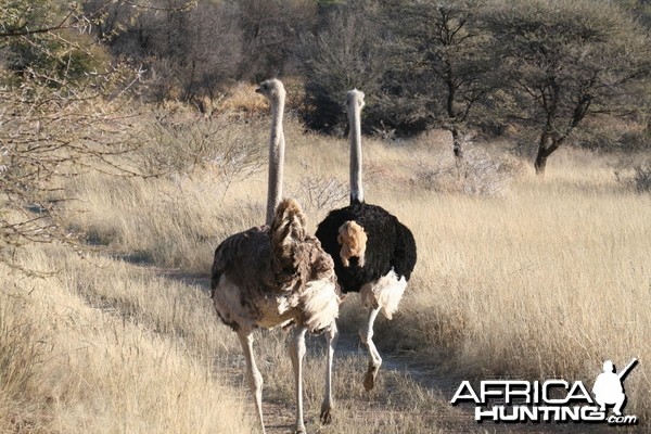 Ostrich in Namibia