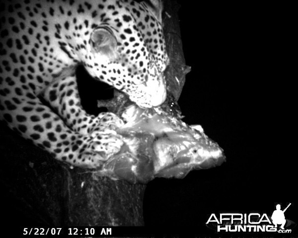 Leopard on Bait at Ozondjahe Safaris Namibia