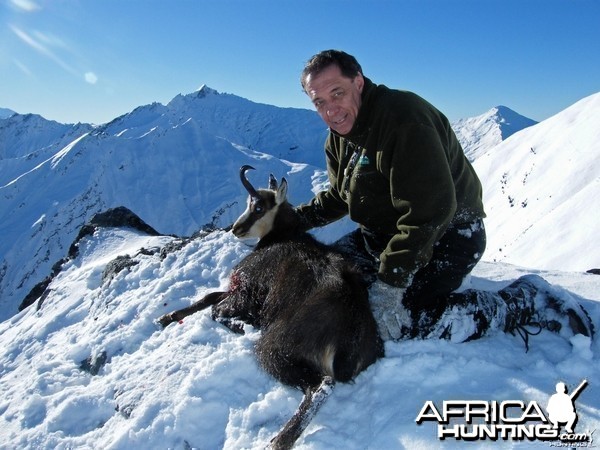 Hunting Chamois