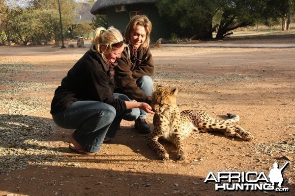 Tshukudu Cheetah