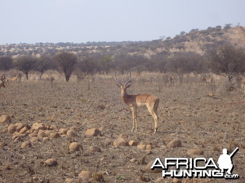 Some good impala rams in the valley