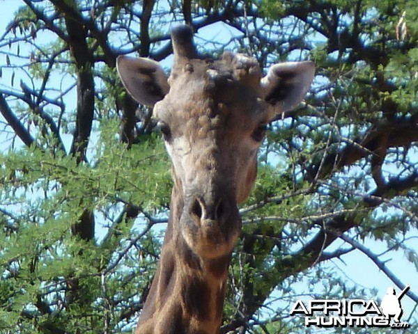 30 Year Old Giraffe Bull Namibia