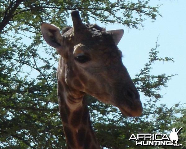 30 Year Old Giraffe Bull Namibia