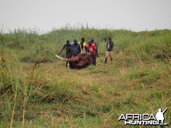 Elephant Skull Caprivi Namibia