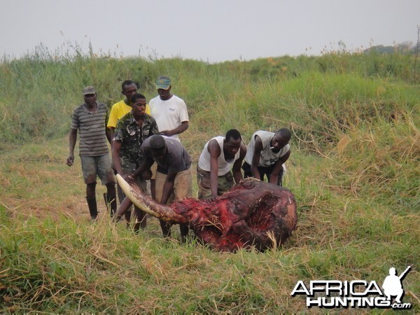 Elephant Skull Caprivi Namibia