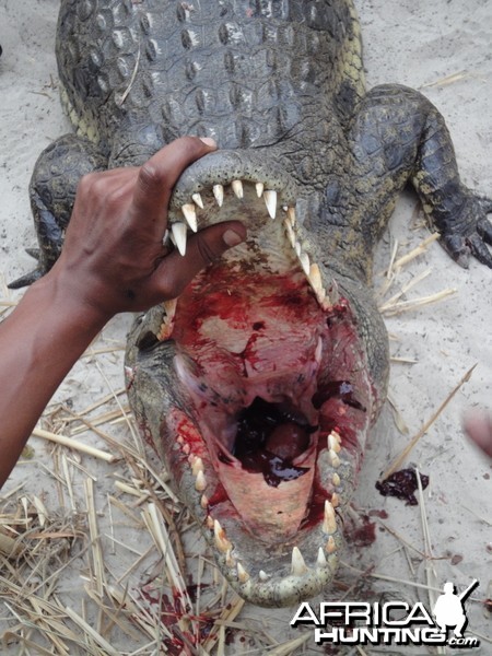 Croc Head Shot