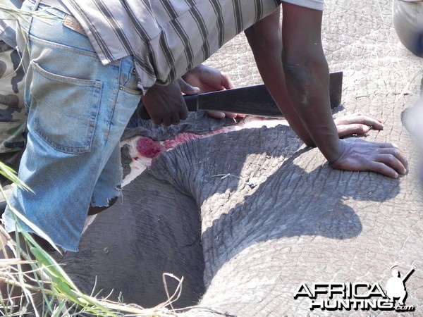 Elephant Being Slaughtered Caprivi Namibia