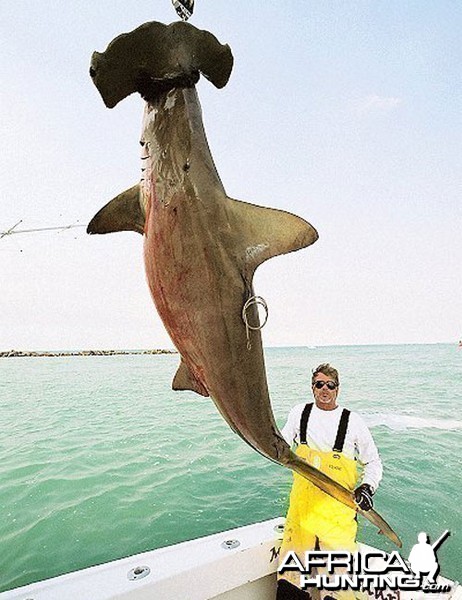 Scallop Hammerhead Shark