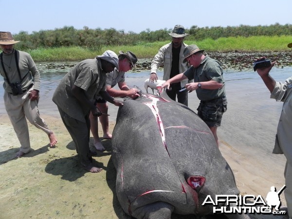 Hippo Slaughtering