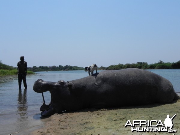 Bringing Hippo on Riverbank Caprivi Namibia