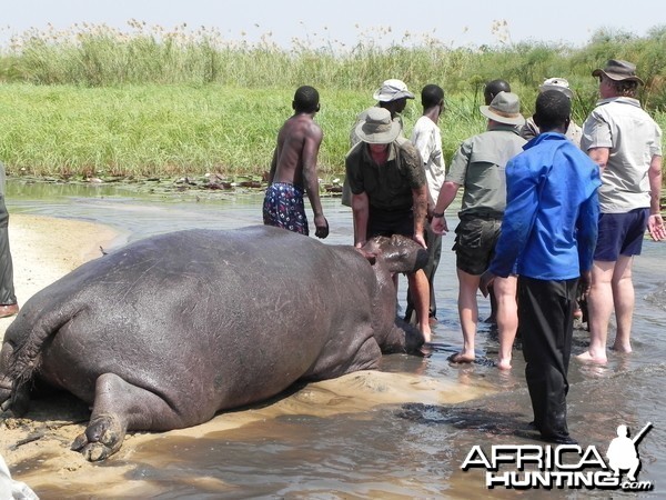 Bringing Hippo on Riverbank Caprivi Namibia